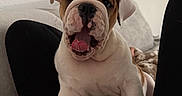 Maya participe au concours pour gagner de l'argent avec cette photo : animal, brown, bulldog, companion, couch, cozy, cute, dog, fur, home, indoor, lap, paws, person, pet, playful, puppy, relaxing, white, yawn