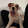 Maya participe au concours pour gagner de l'argent avec cette photo : bulldog, puppy, dog, pet, indoor, couch, lap, playful, yawn, paws, white, brown, fur, cute, animal, companion, relaxing, person, home, cozy