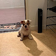 Maya a rejoint le concours — aidez-le/la à gagner de superbes lots ! bulldog, puppy, dog, indoor, floor, tile, door, mat, shadow, shoe_rack, shoes, white_shoes, black_shoes, wall, light, shadow_play, pet, animal, cute, sitting