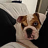 Maya participe au concours pour gagner de l'argent avec cette photo : bulldog, puppy, dog, pet, close_up, indoor, legs, black_pants, white_shirt, cute, animal, face, fur, expression, comfort, resting, domestic, young, canine, companion