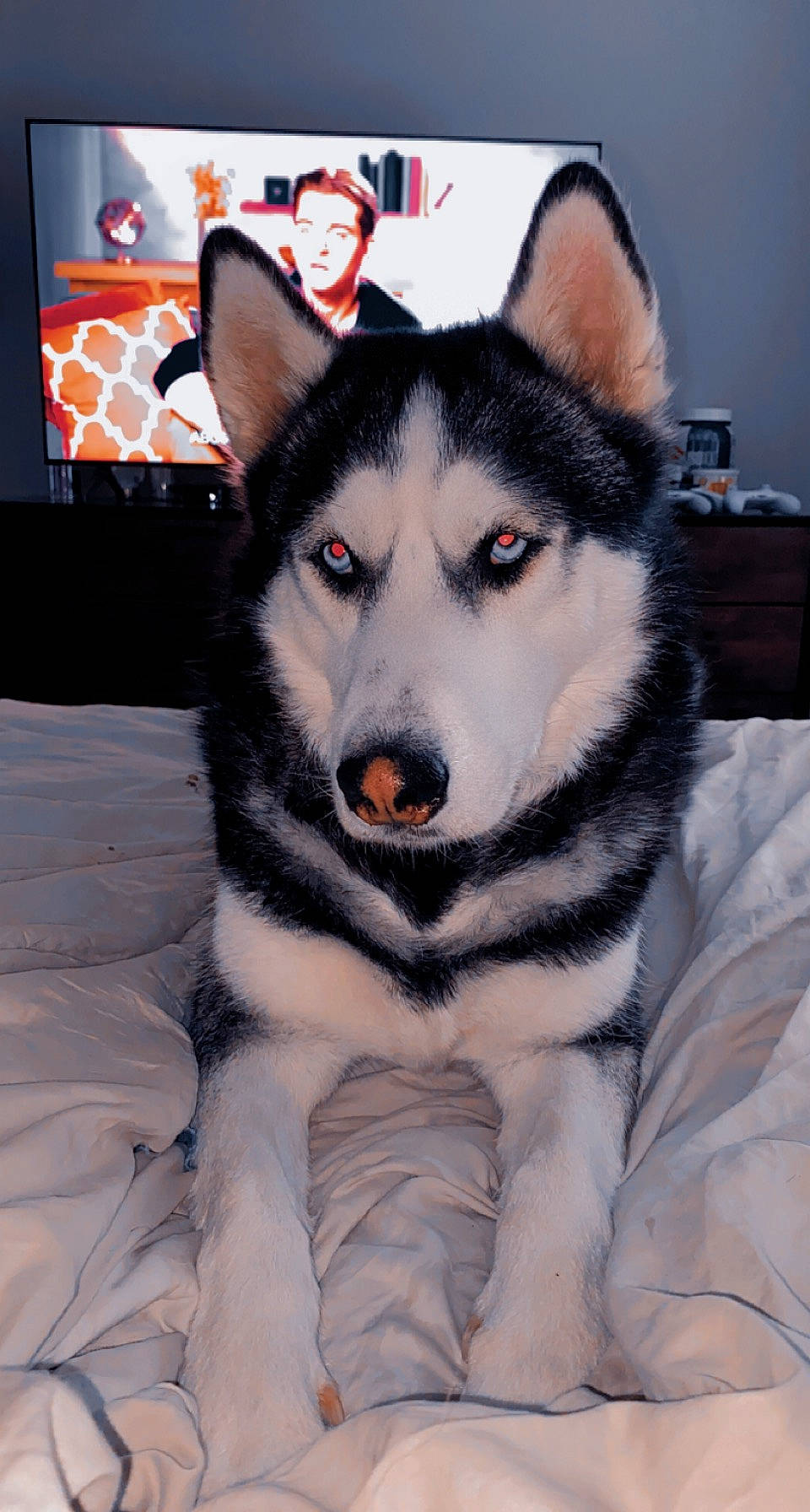 Boris is registered to the contest to win money with this photo: art, canidae, canis, carnivore, companion_dog, dog, dog_breed, fur, head, jaw, picture_frame, siberian_husky, sled_dog, snout, sporting_group, terrestrial_animal, whiskers, wolf, working_animal, working_dog