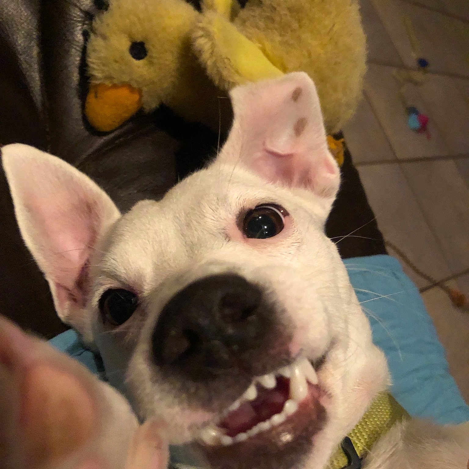 Missy Girl