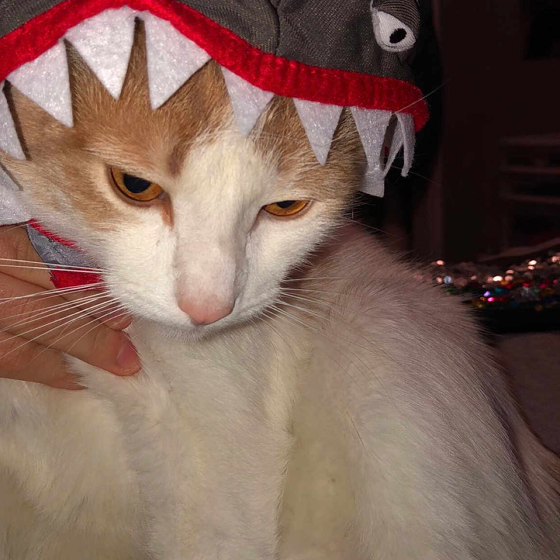 Kiwi is registered to the contest to win money with this photo: aegean_cat, carnivoran, cat, cat_like_mammal, domestic_short_haired_cat, fauna, fur, kitten, mammal, small_to_medium_sized_cats, snout, whiskers