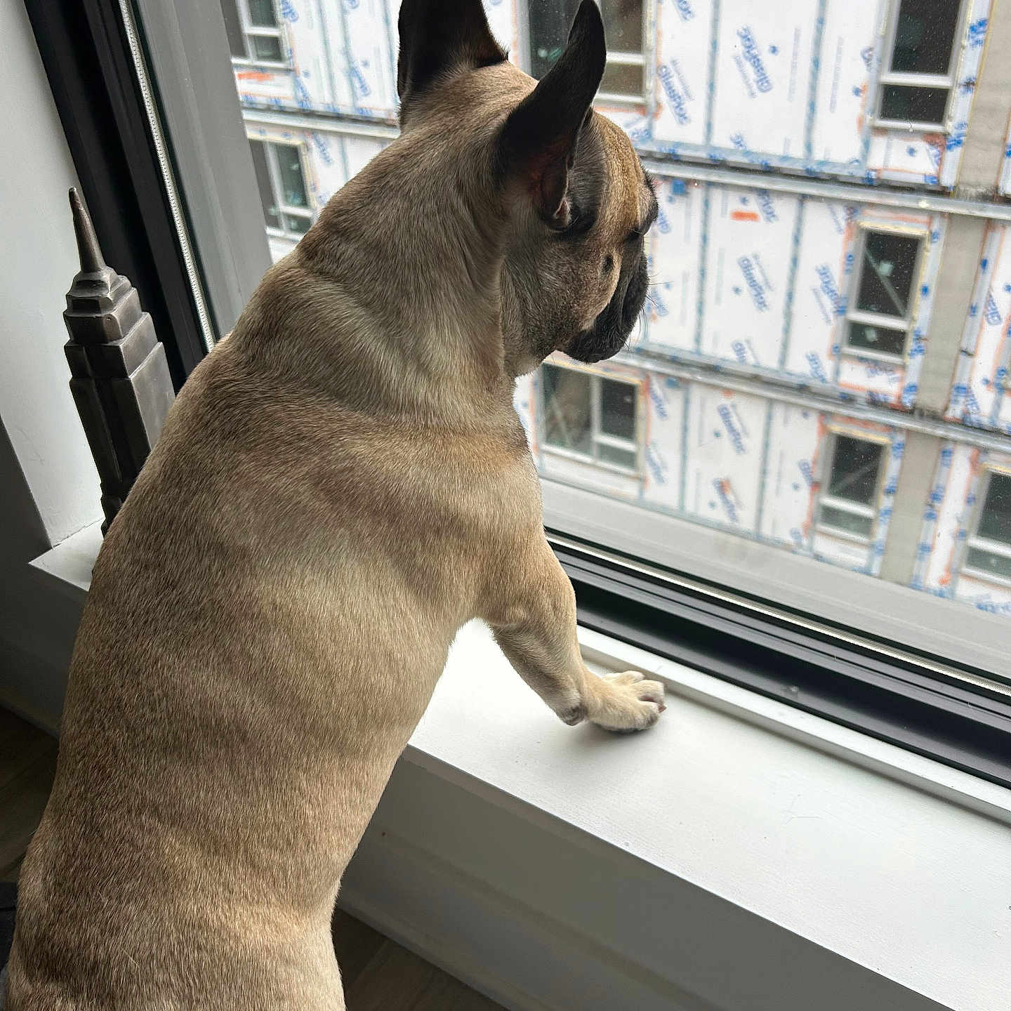Roesco a rejoint le concours — aidez-le/la à gagner de superbes lots ! animal, apartment, building, construction, curious, daylight, dog, ears, floor, french_bulldog, hind_legs, indoor, light, looking_out, pet, shadow, standing, urban, window, windowsill