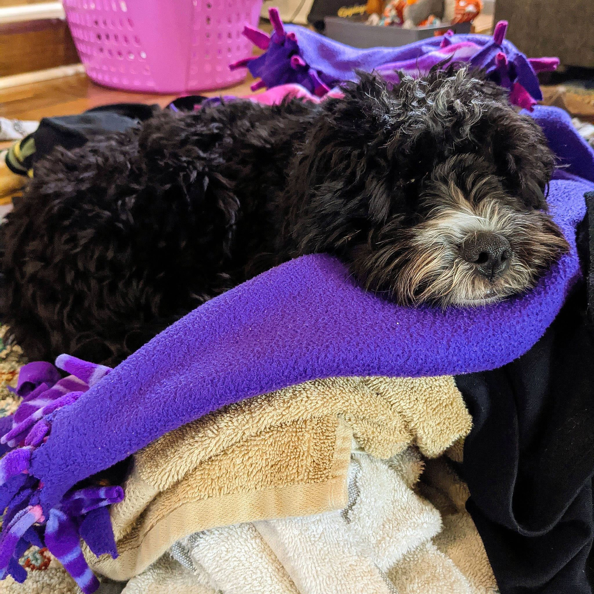 Brewer joined the competition — help win amazing prizes! canidae, carnivore, companion_dog, dog, dog_breed, dog_supply, labradoodle, pet_supply, poodle_crossbreed, portuguese_water_dog, purple, small_terrier, sporting_group, terrier, toy_dog, violet, water_dog, working_animal, working_dog