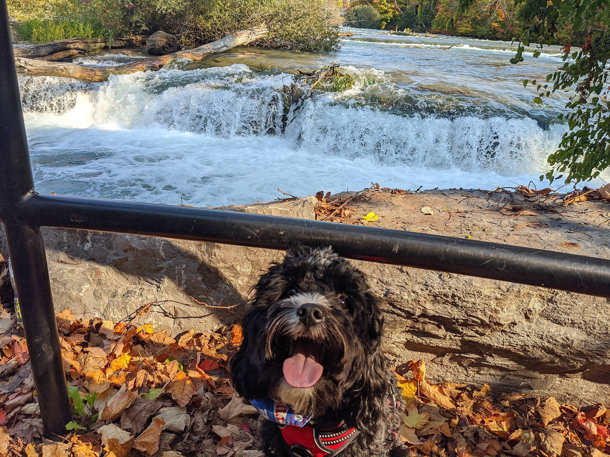 Brewer joined the competition — help win amazing prizes! body_of_water, carnivore, creek, dog, dog_breed, fluvial_landforms_of_streams, mammal, natural_landscape, rapid, riparian_zone, river, sporting_group, spring, stream, tongue, water_dog, water_feature, water_resources, watercourse, waterfall