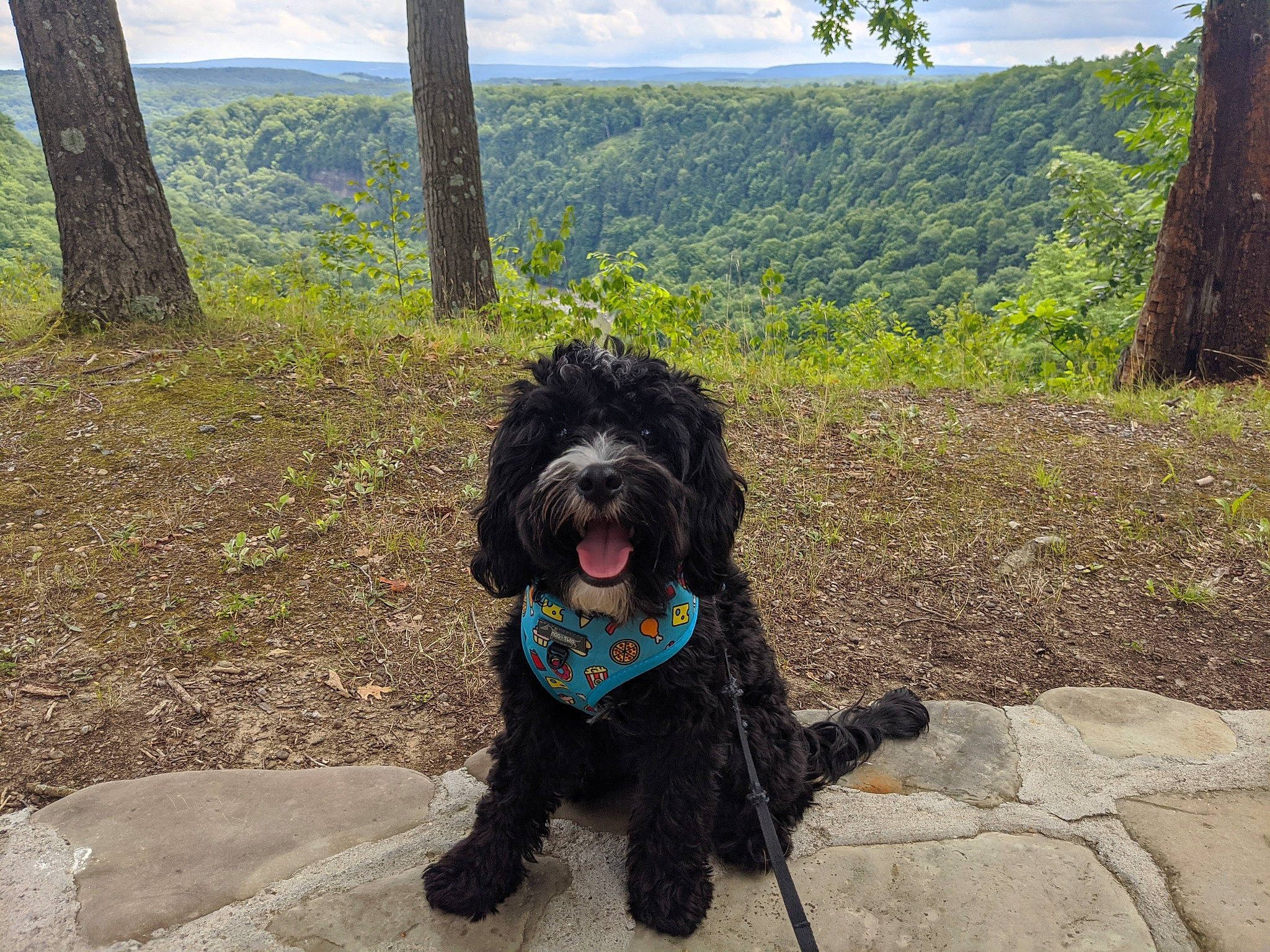 Brewer joined the competition — help win amazing prizes! canidae, carnivore, collar, companion_dog, dog, dog_breed, dog_collar, forest, fur, leash, mammal, poodle, snout, sporting_group, terrier, tongue, toy_dog, tree, water_dog, working_animal