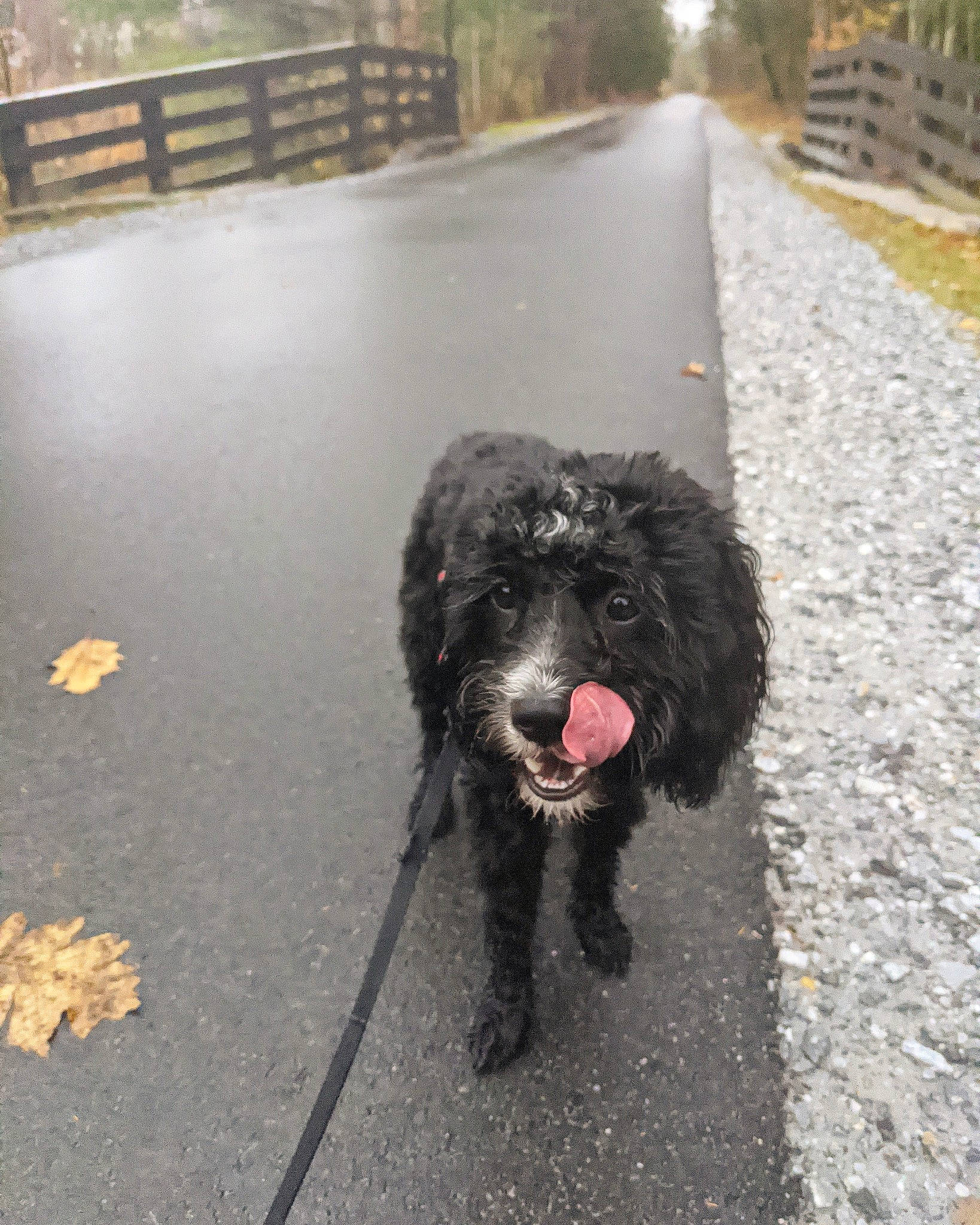 Brewer joined the competition — help win amazing prizes! asphalt, black, canidae, carnivore, collar, companion_dog, dog, dog_breed, fur, gun_dog, leash, road_surface, sidewalk, snout, sporting_group, tar, tongue, vertebrate, water_dog, working_animal