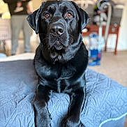 Milo joined the competition — help win amazing prizes! dog, labrador, black_dog, pet, bed, blanket, indoor, person, baby, blurred_background, furniture, living_room, portrait, animal, canine, domestic, resting, closeup, cute, companion