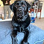 dog, labrador, black_dog, pet, bed, blanket, indoor, person, baby, blurred_background, furniture, living_room, portrait, animal, canine, domestic, resting, closeup, cute, companion