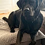 black_labrador, dog, pet, indoor, bed, blanket, paw, fur, canine, relaxed, cozy, portrait, animal, companion, resting, sleepy, one_eye_closed, domestic, cute, friendly