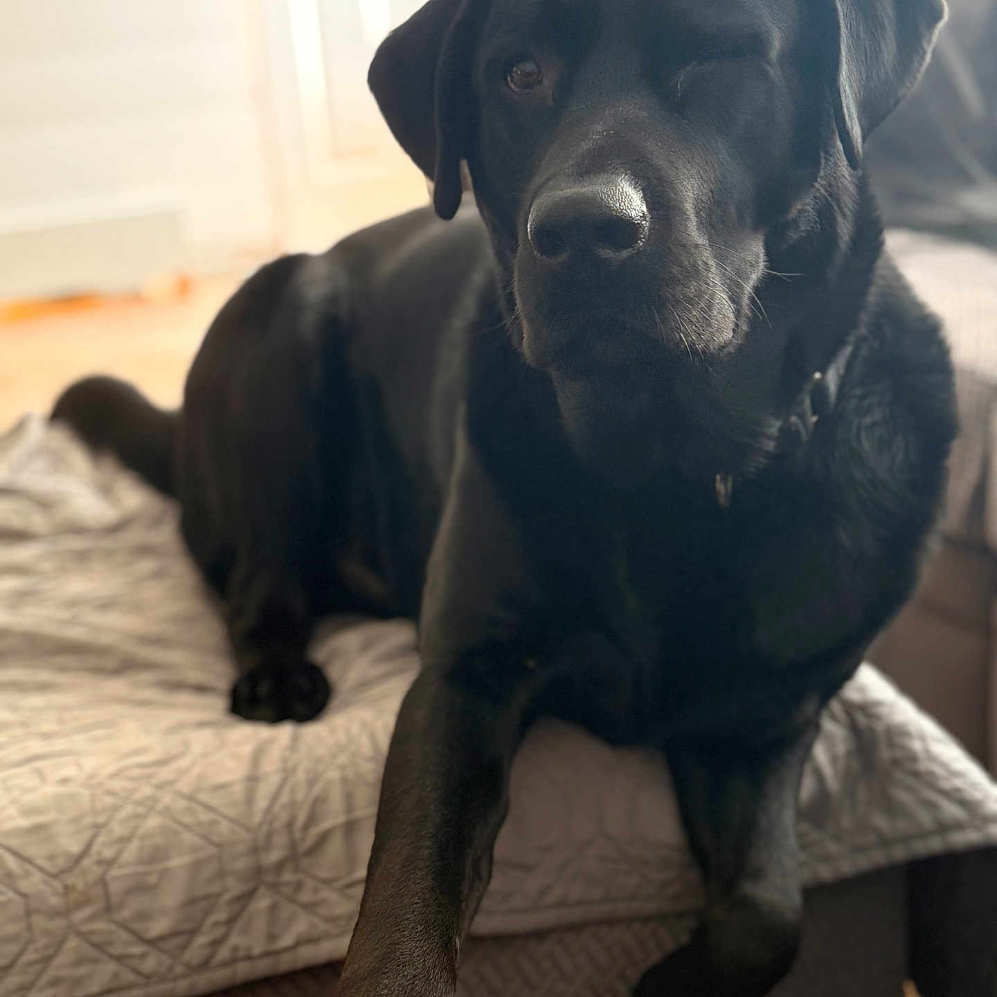 Milo is registered to the contest to win money with this photo: animal, bed, black_labrador, blanket, canine, companion, cozy, cute, dog, domestic, friendly, fur, indoor, one_eye_closed, paw, pet, portrait, relaxed, resting, sleepy