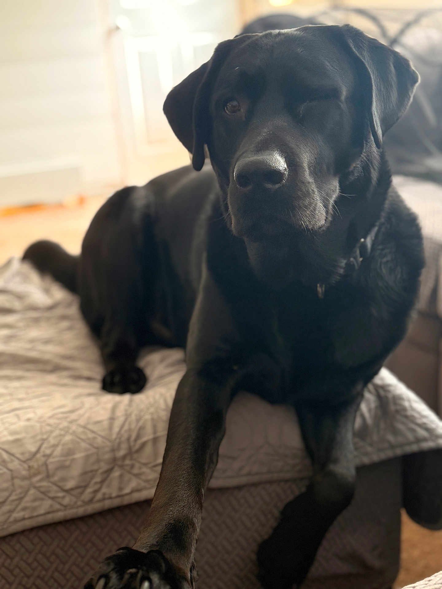 Milo is registered to the contest to win money with this photo: black_labrador, dog, pet, indoor, bed, blanket, paw, fur, canine, relaxed, cozy, portrait, animal, companion, resting, sleepy, one_eye_closed, domestic, cute, friendly