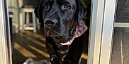 Milo is registered to the contest to win money with this photo: dog, black_labrador, bandana, doorway, indoor, sunlight, shadows, floor, sneakers, blurred_background, pet, animal, portrait, looking, waiting, domestic, home, canine, companion, quiet