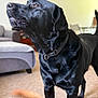 Milo is registered to the contest to win money with this photo: dog, black_dog, indoor, living_room, carpet, couch, collar, pet, canine, fur, looking_up, domestic_animal, animal, mammal, house, home_interior, focused, standing, background, blurred_foreground