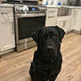 Milo is registered to the contest to win money with this photo: black_dog, labrador, dog, kitchen, floor, wooden_floor, appliance, stove, cabinet, pet, indoor, animal, companion, sitting, looking, domestic, house, home, fur, mammal