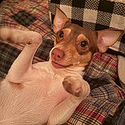 Poppy joined the competition — help win amazing prizes! animal, bed, companion, cozy, cute, dog, ears_up, fur, indoor, lying_down, nose, patchwork_quilt, paws, pet, playful, relaxed, resting, small_dog, whiskers, wide_eyes