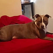Shady is registered to the contest to win money with this photo: dog, brown, white, bed, red_bedspread, indoor, furniture, relaxed, pet, canine, resting, looking_back, living_space, blanket, table, window, home, domestic, comfort, animal