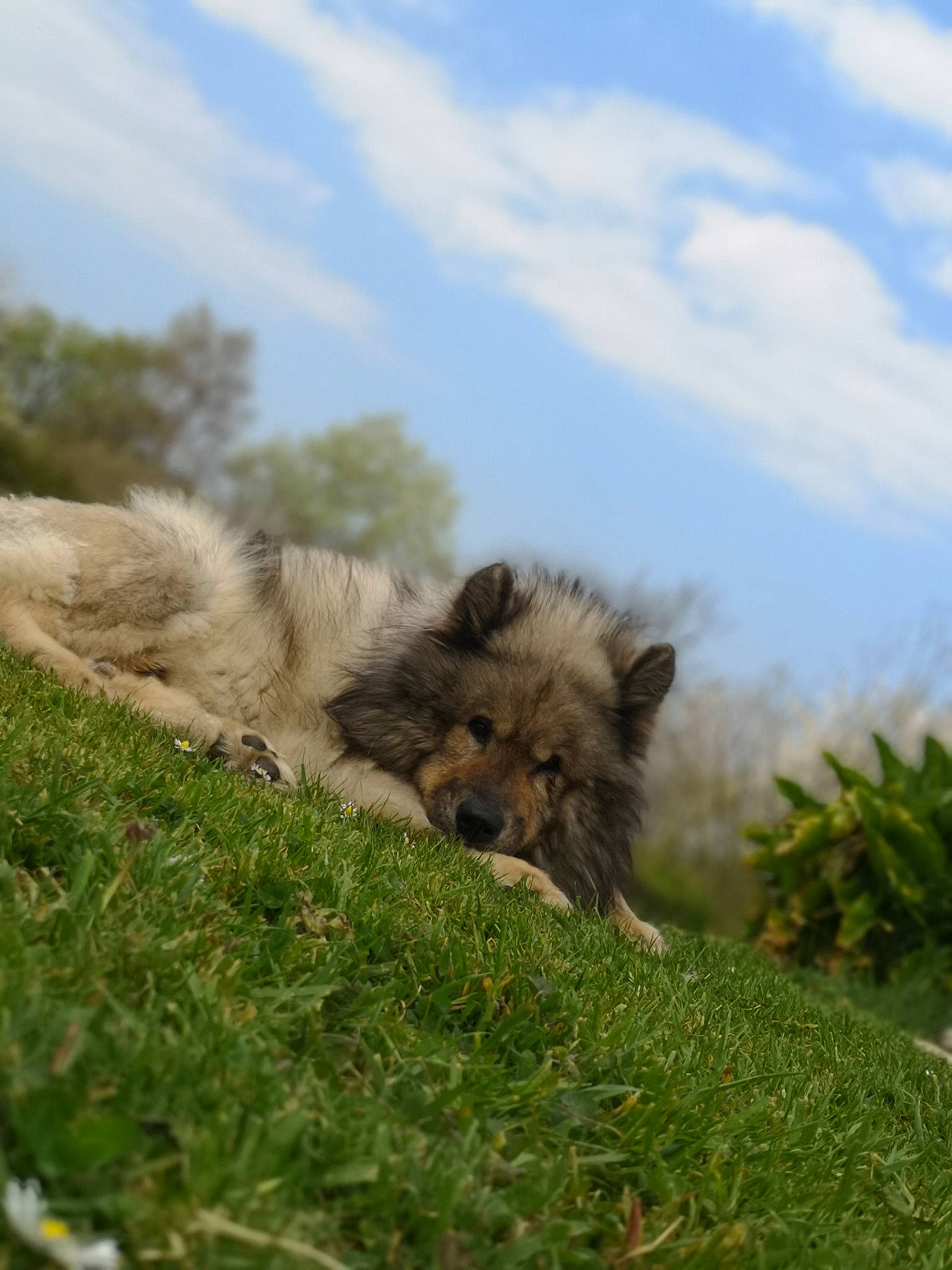 Jasp a rejoint le concours — aidez-le/la à gagner de superbes lots ! canidae, carnivore, dog_breed, fawn, grass, grassland, lion, plant, spitz, wildlife