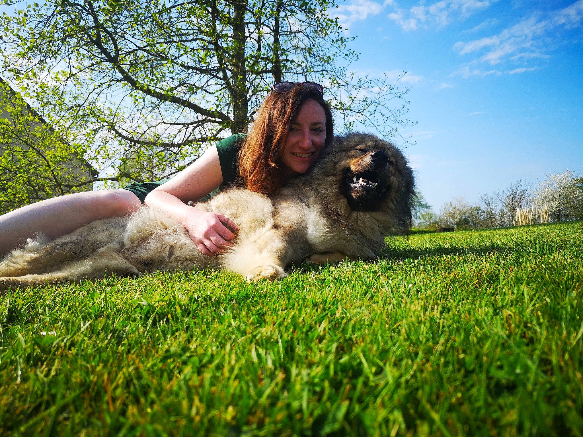 Jasp a rejoint le concours — aidez-le/la à gagner de superbes lots ! american_cocker_spaniel, canidae, carnivore, companion_dog, dog, dog_breed, grass, labradoodle, lawn, lhasa_apso, meadow, plant, shih_tzu, sporting_group
