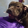 Scrappy is registered to the contest to win money with this photo: dog, pet, indoor, purple_fabric, dreamcatcher, wall_decor, relaxed, close_up, animal, brown_dog, paw, ear, nose, bed, resting, cozy, home, furniture, sleepy, candid