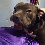Scrappy is registered to the contest to win money with this photo: dog, pet, indoor, purple_fabric, dreamcatcher, wall_decor, relaxed, close_up, animal, brown_dog, paw, ear, nose, bed, resting, cozy, home, furniture, sleepy, candid