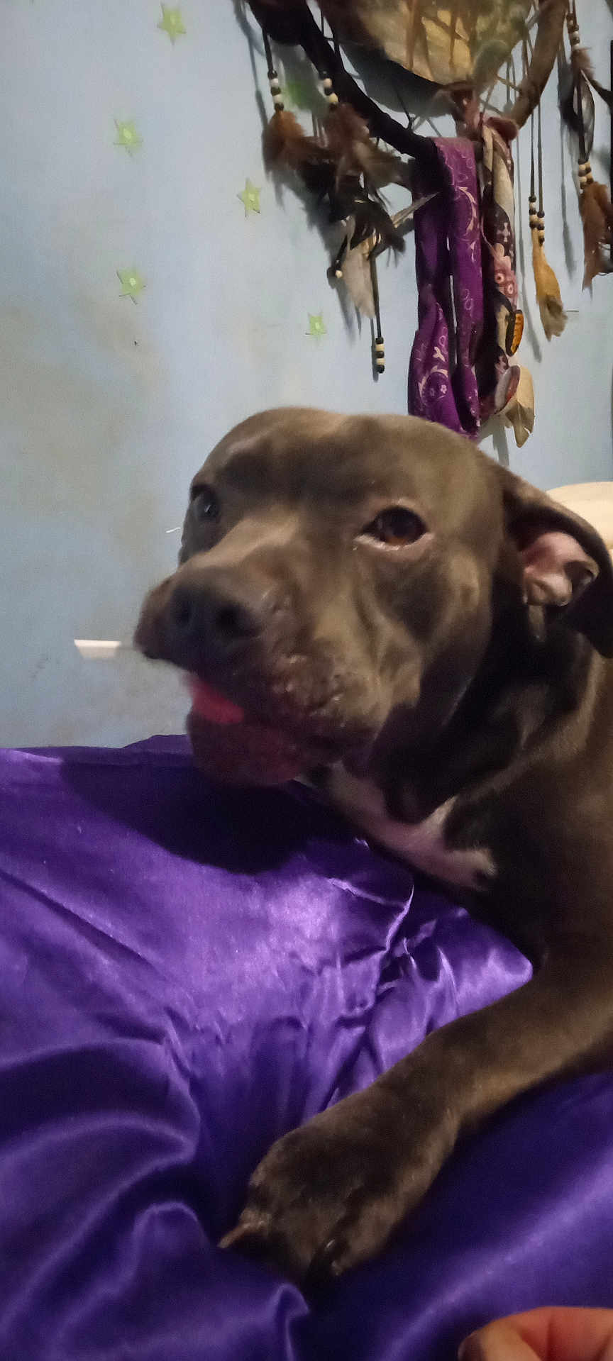 Scrappy is registered to the contest to win money with this photo: dog, pet, indoor, purple_fabric, dreamcatcher, wall_decor, relaxed, close_up, animal, brown_dog, paw, ear, nose, bed, resting, cozy, home, furniture, sleepy, candid