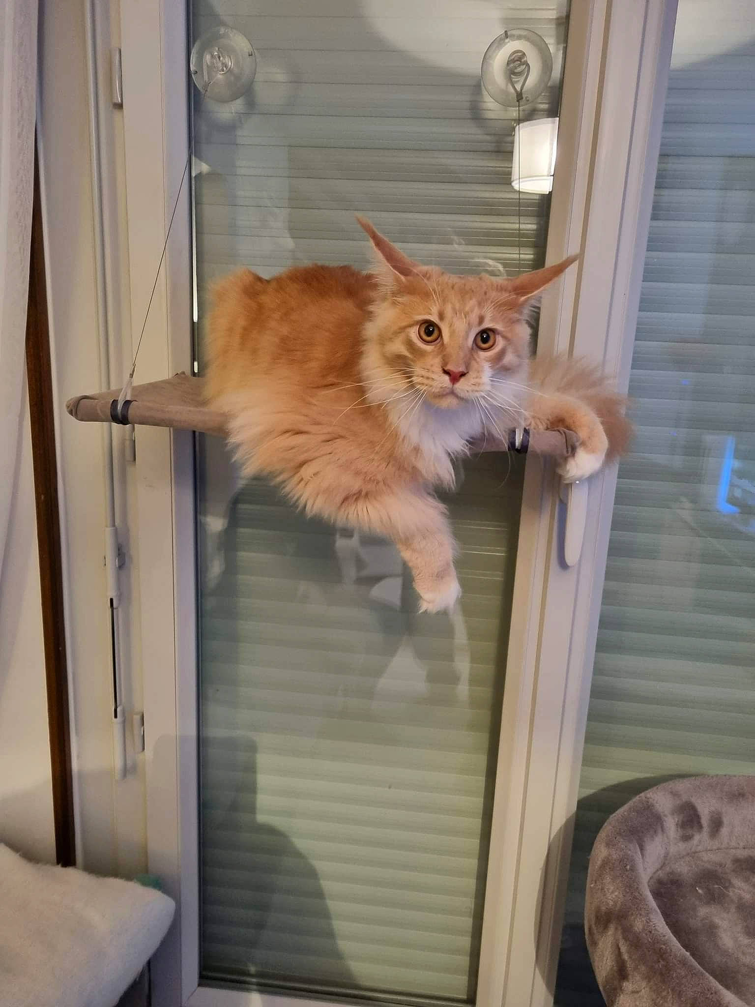 Salaméche a rejoint le concours — aidez-le/la à gagner de superbes lots ! animal_shelter, carnivore, cat, cat_supply, chair, curtain, domestic_short_haired_cat, door, fawn, felidae, fur, hardwood, room, shelf, small_to_medium_sized_cats, tail, whiskers, window, window_treatment, wood