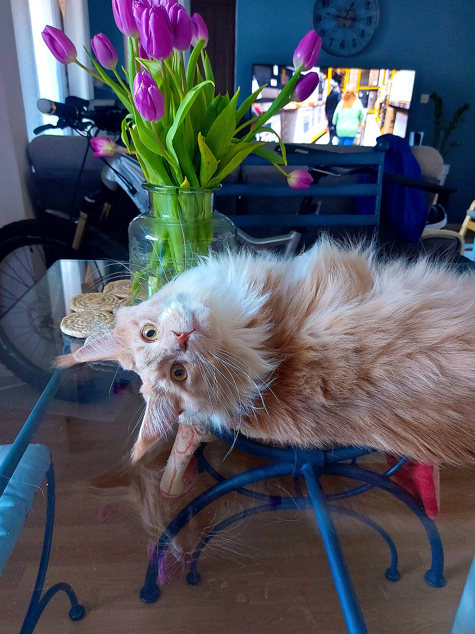 Salaméche participe au concours pour gagner de l'argent avec cette photo : artificial_flower, blue, chair, cut_flowers, event, fawn, feather, felidae, flooring, flower, flower_arranging, flowerpot, fur, houseplant, petal, plant, small_to_medium_sized_cats, tail, tire, whiskers