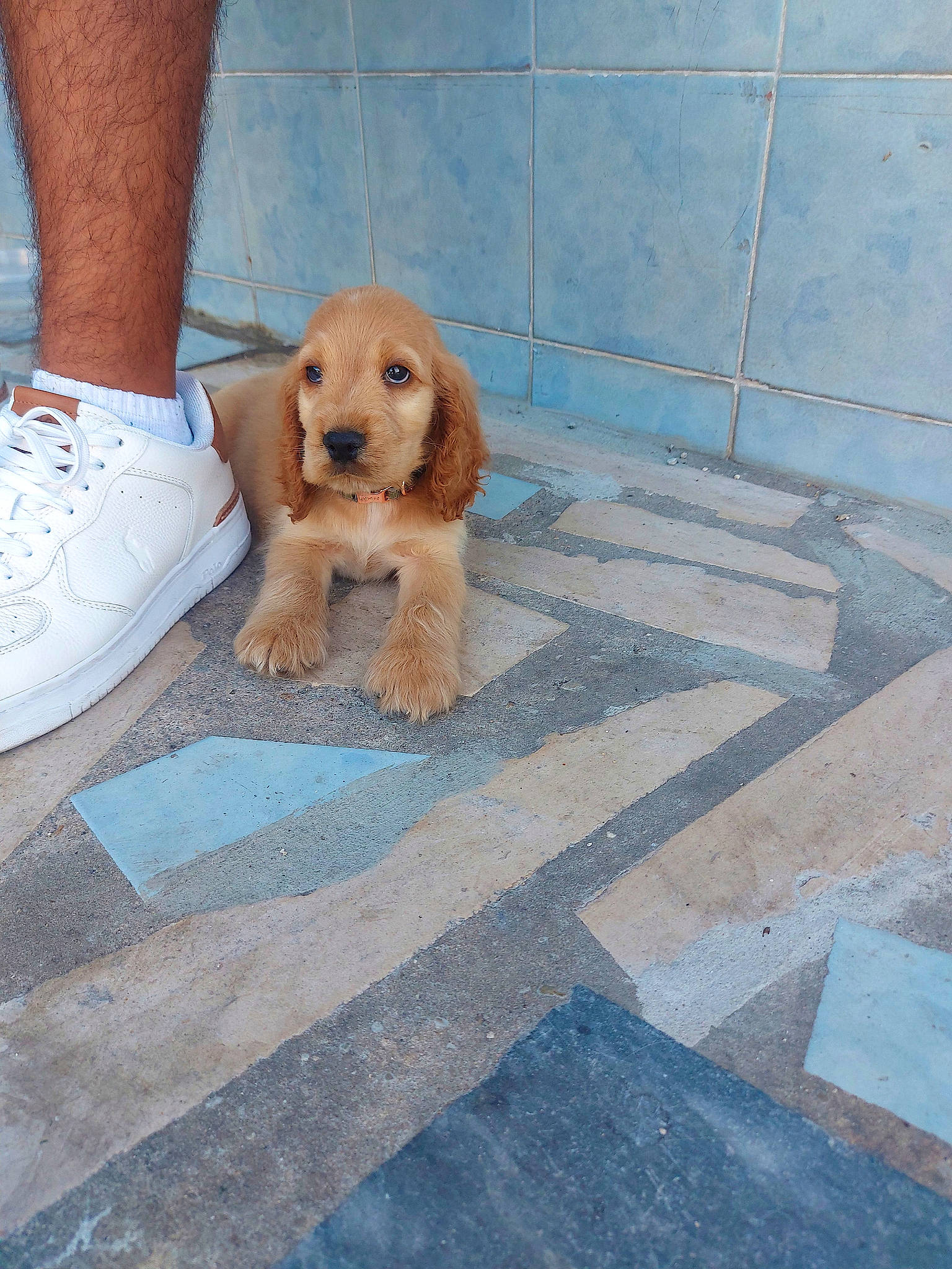 Rody a rejoint le concours — aidez-le/la à gagner de superbes lots ! asphalt, canidae, carnivore, companion_dog, concrete, dog, dog_breed, fawn, floor, flooring, foot, human_leg, road, road_surface, sidewalk, snout, sporting_group, tile, wood, working_animal