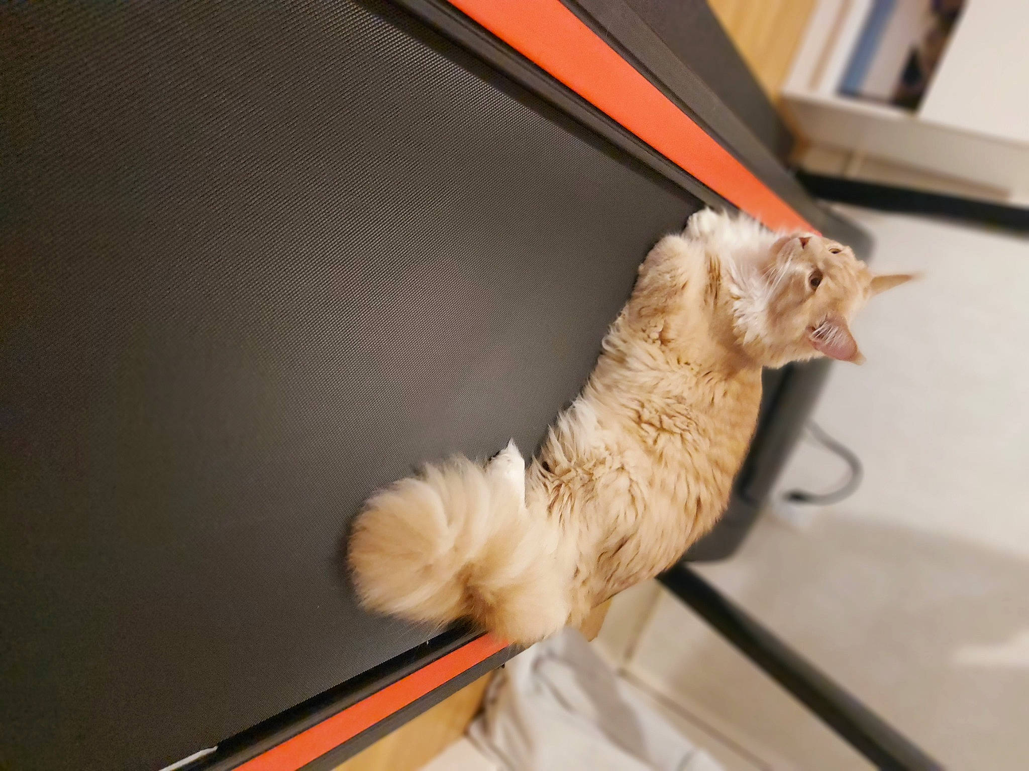 Salaméche a rejoint le concours — aidez-le/la à gagner de superbes lots ! canidae, carnivore, cat, claw, companion_dog, dog_breed, domestic_short_haired_cat, fawn, felidae, fur, paw, small_to_medium_sized_cats, snout, sporting_group, sports_equipment, tail, whiskers, window, wing, wood