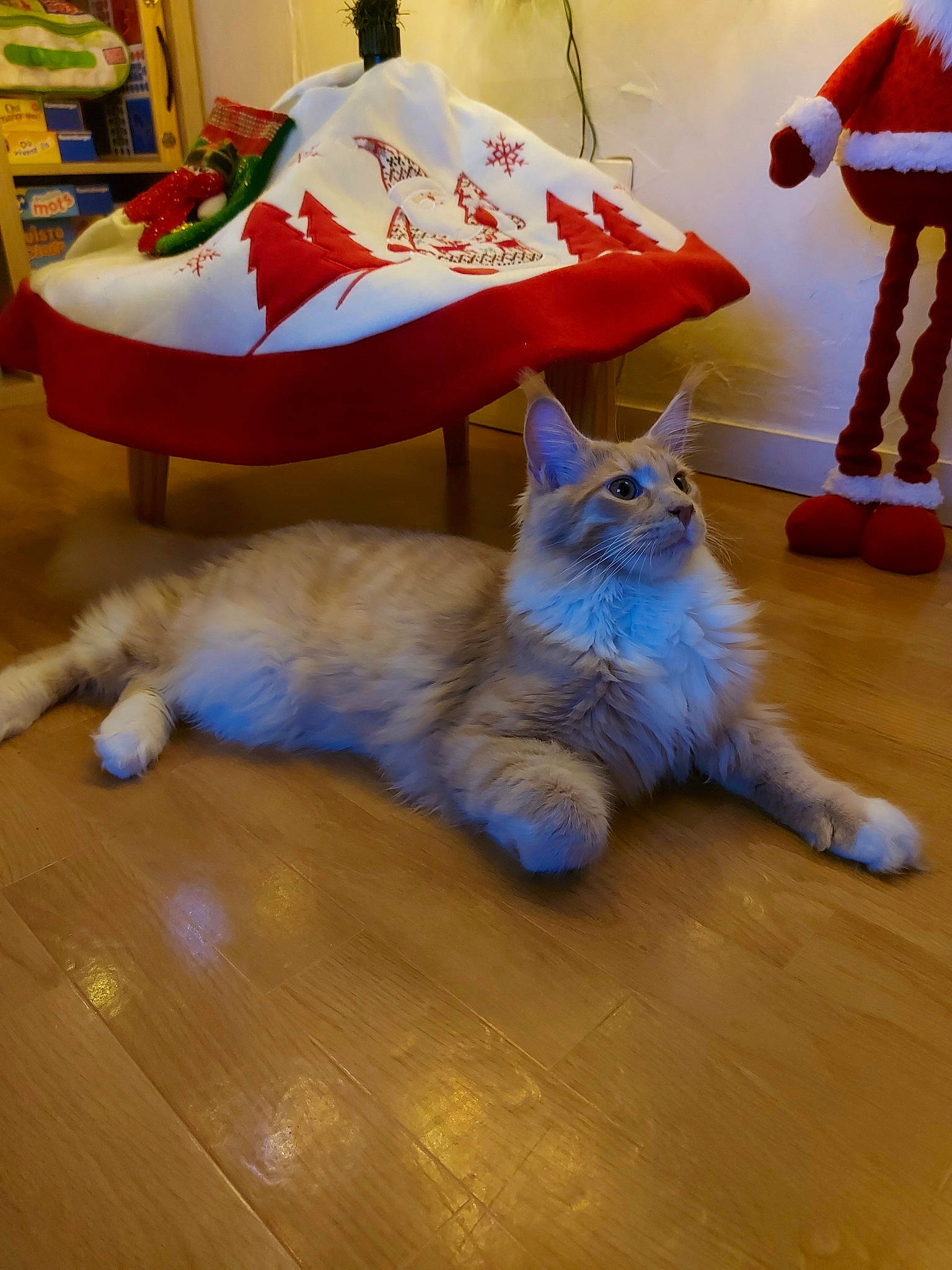 Salaméche participe au concours pour gagner de l'argent avec cette photo : carnivore, cat, comfort, companion_dog, domestic_short_haired_cat, electric_blue, fawn, felidae, floor, flooring, fur, hardwood, laminate_flooring, paw, small_to_medium_sized_cats, tail, textile, whiskers, wood, wood_flooring