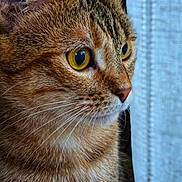 Catoussa participe au concours pour gagner de l'argent avec cette photo : animal, cat, close_up, closeup, curious, face, feline, fur, indoor, looking, mammal, pet, portrait, side_view, soft_light, tabby_cat, texture, whiskers, window, yellow_eyes