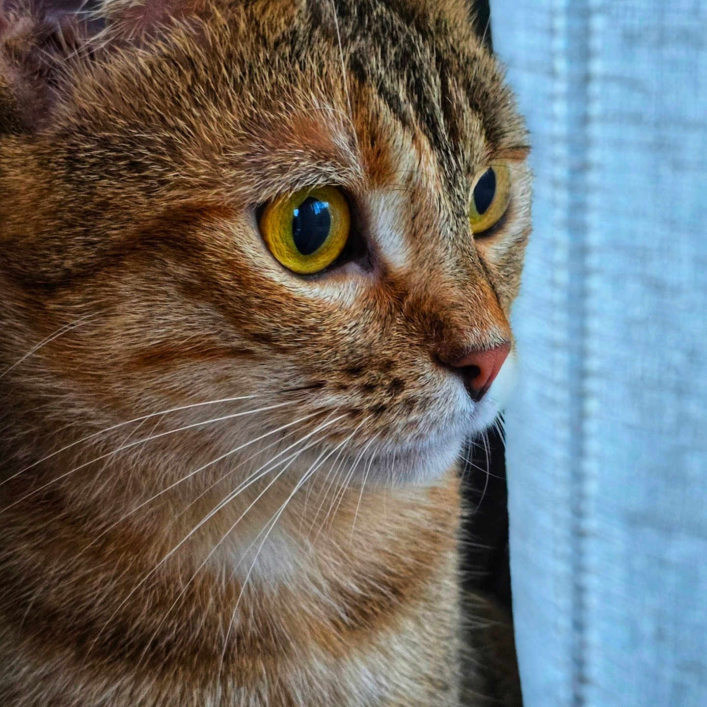 Catoussa participe au concours pour gagner de l'argent avec cette photo : animal, cat, close_up, closeup, curious, face, feline, fur, indoor, looking, mammal, pet, portrait, side_view, soft_light, tabby_cat, texture, whiskers, window, yellow_eyes