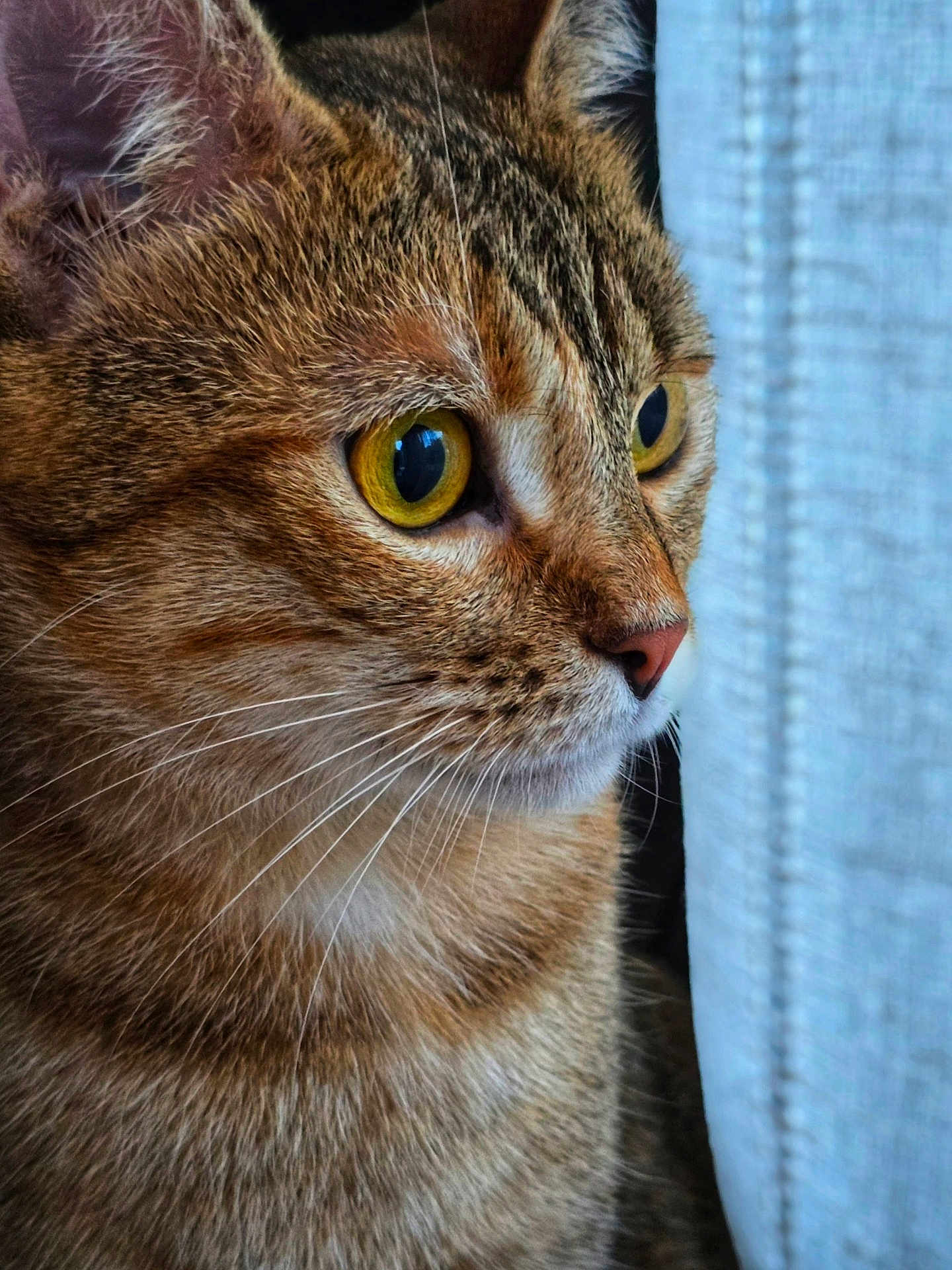 Catoussa participe au concours pour gagner de l'argent avec cette photo : animal, cat, close_up, closeup, curious, face, feline, fur, indoor, looking, mammal, pet, portrait, side_view, soft_light, tabby_cat, texture, whiskers, window, yellow_eyes