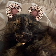 Felicity is registered to the contest to win money with this photo: animal, bed, blanket, cat, close_up, cozy, cute, digital_filter, ears, feline, fur, indoor, leopard_print, nose, pet, relaxed, resting, sleepy, tortoiseshell, whiskers