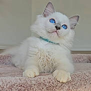Baloo a rejoint le concours — aidez-le/la à gagner de superbes lots ! cat, kitten, fluffy, white_fur, blue_eyes, pet, animal, indoors, portrait, sitting, carpet, stairs, collar, green_collar, cute, adorable, long_hair, front_view, home, litter_box