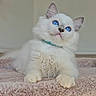 cat, kitten, fluffy, white_fur, blue_eyes, pet, animal, indoors, portrait, sitting, carpet, stairs, collar, green_collar, cute, adorable, long_hair, front_view, home, litter_box