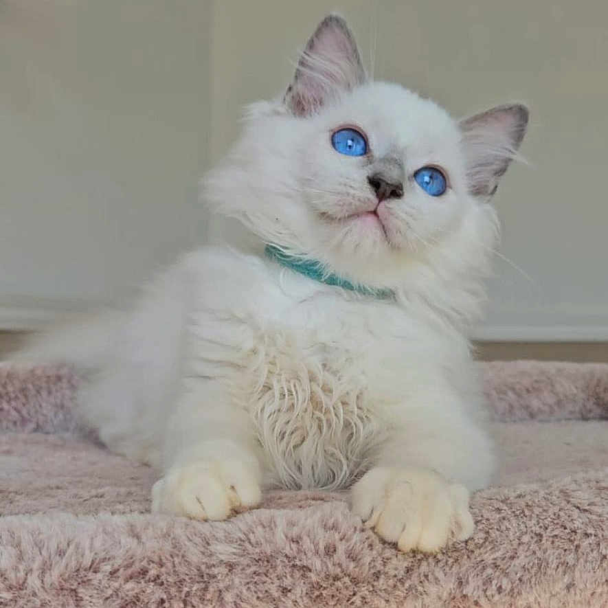 Baloo a rejoint le concours — aidez-le/la à gagner de superbes lots ! cat, kitten, fluffy, white_fur, blue_eyes, pet, animal, indoors, portrait, sitting, carpet, stairs, collar, green_collar, cute, adorable, long_hair, front_view, home, litter_box