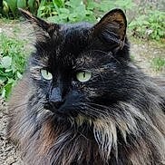 Circé participe au concours pour gagner de l'argent avec cette photo : animal, calm, cat, closeup, cute, domestic_animal, feline, fluffy, fur, green_eyes, leafy_background, long_hair, mammal, nature, outdoor, pet, portrait, resting, whiskers, wildlife