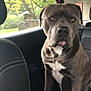dog, gray_dog, pet, car_interior, blanket, window, seat, animal, canine, indoor, sitting, looking, ears, fur, nose, eyes, head, paw, backseat, leather_seat