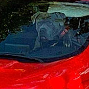 Thor participe au concours pour gagner de l'argent avec cette photo : animal, canine, car, collar, daylight, dog, ears, face, greenery, head, nature, outdoor, pet, red_car, reflection, seat, transportation, vehicle, window, windshield