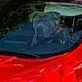 animal, canine, car, collar, daylight, dog, ears, face, greenery, head, nature, outdoor, pet, red_car, reflection, seat, transportation, vehicle, window, windshield