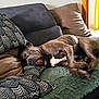 dog, sleeping, couch, blanket, pillow, indoor, relaxing, brown_dog, pet, resting, furniture, home, cozy, comfort, nap, canine, living_room, soft_light, domestic_animal, fur
