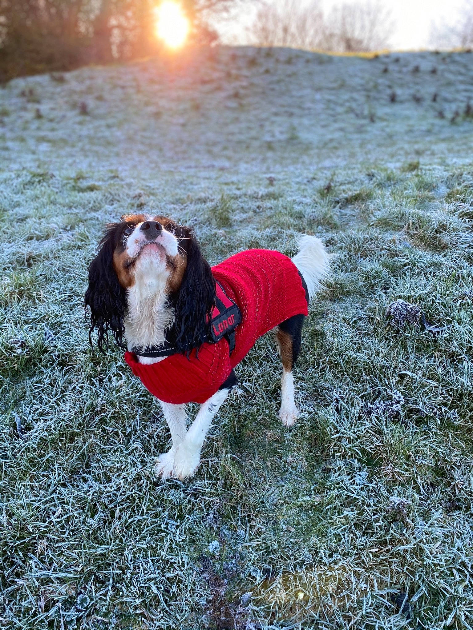 Lunar Moon joined the competition — help win amazing prizes! carnivore, collar, companion_dog, dog, dog_breed, dog_clothes, dog_collar, dog_supply, fawn, grass, happy, leash, plant, sky, snout, spaniel, sunlight, tail, tree, winter