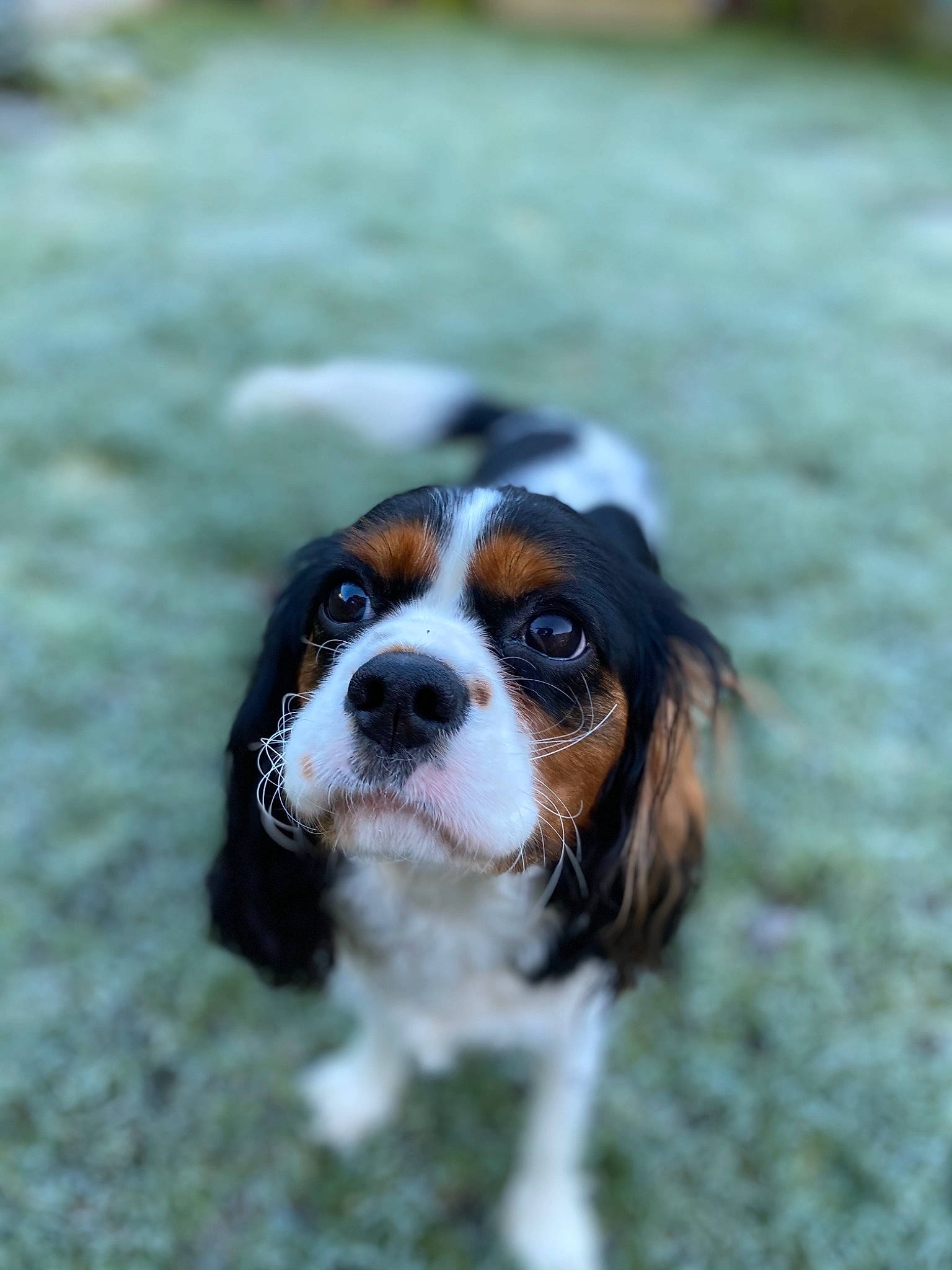 Lunar Moon joined the competition — help win amazing prizes! canidae, carnivore, cavalier_king_charles_spaniel, companion_dog, dog, dog_breed, fawn, fur, king_charles_spaniel, liver, snout, spaniel, sporting_group, terrestrial_animal, toy_dog, whiskers, working_dog