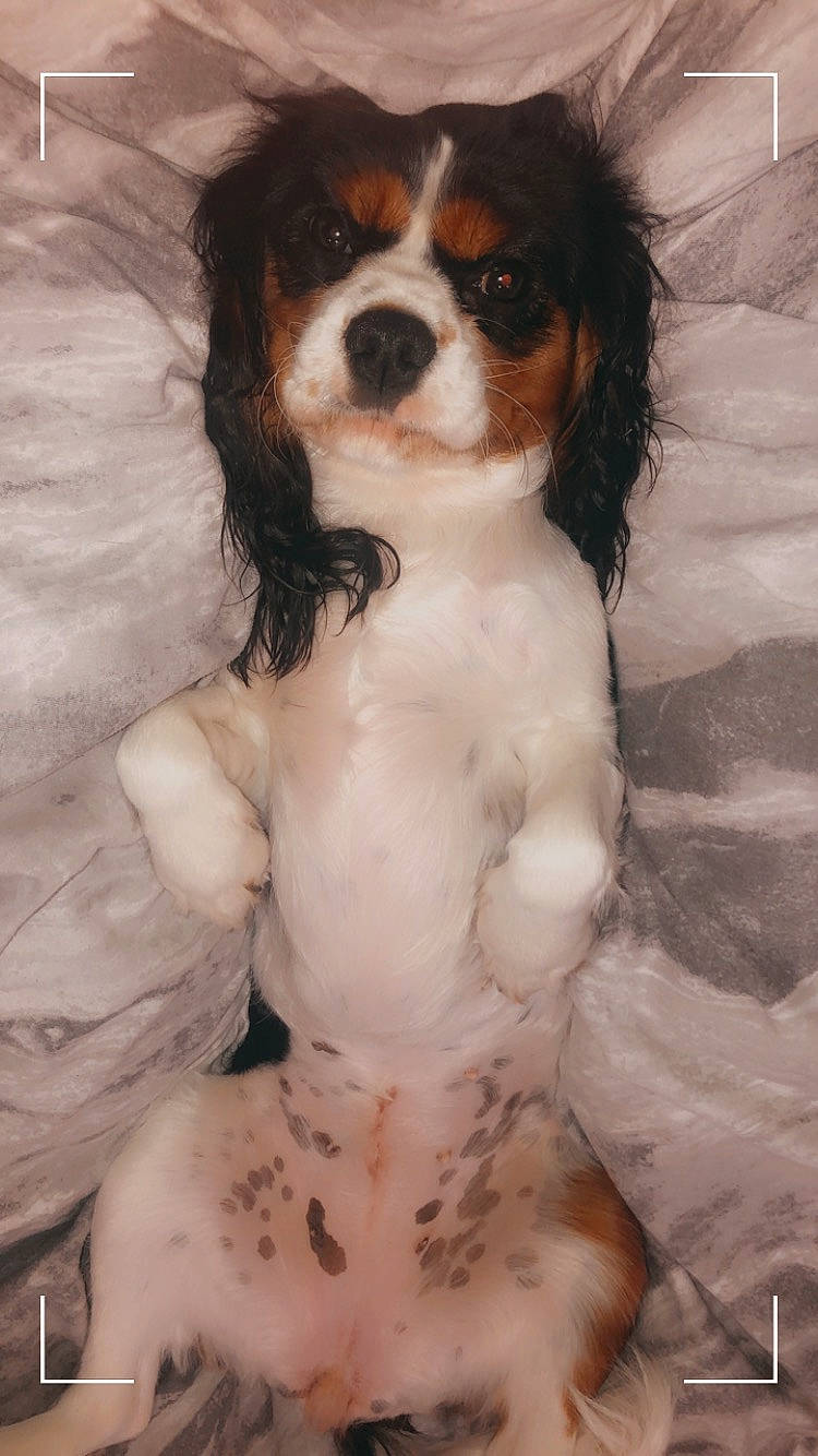 Lunar Moon joined the competition — help win amazing prizes! art, canidae, carnivore, cavalier_king_charles_spaniel, chest, companion_dog, dog, dog_breed, fawn, fur, king_charles_spaniel, liver, snout, spaniel, sporting_group, terrestrial_animal, toy_dog, working_animal