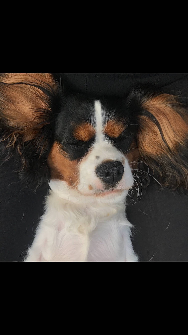 Lunar Moon joined the competition — help win amazing prizes! ball, canidae, carnivore, cavalier_king_charles_spaniel, companion_dog, darkness, dog, dog_breed, fur, puppy, snout, sporting_group, toy_dog, whiskers, working_animal, working_dog