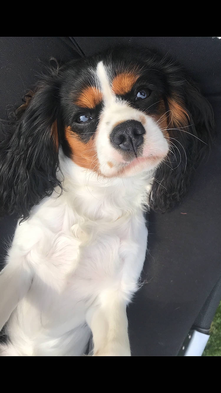 Lunar Moon is registered to the contest to win money with this photo: beaglier, canidae, carnivore, cavalier_king_charles_spaniel, companion_dog, dog, dog_breed, fur, king_charles_spaniel, sporting_group, terrestrial_animal, toy_dog, whiskers, working_animal, working_dog