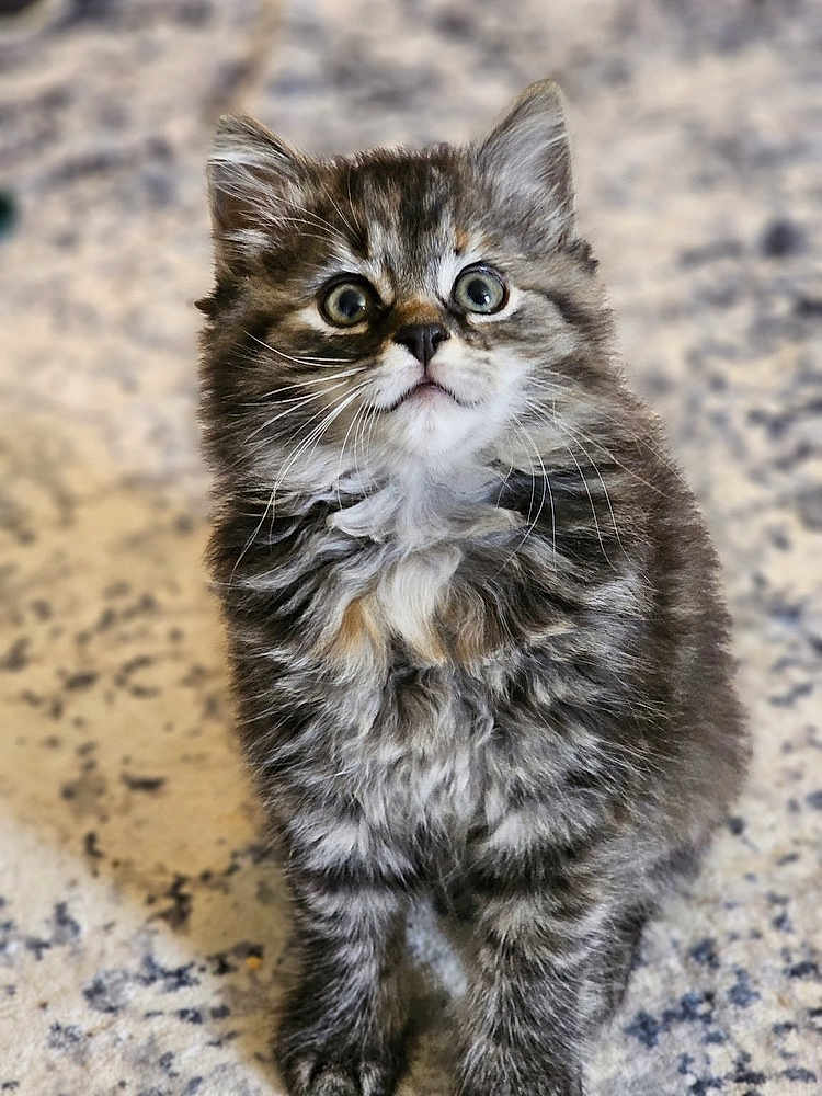 Gracie